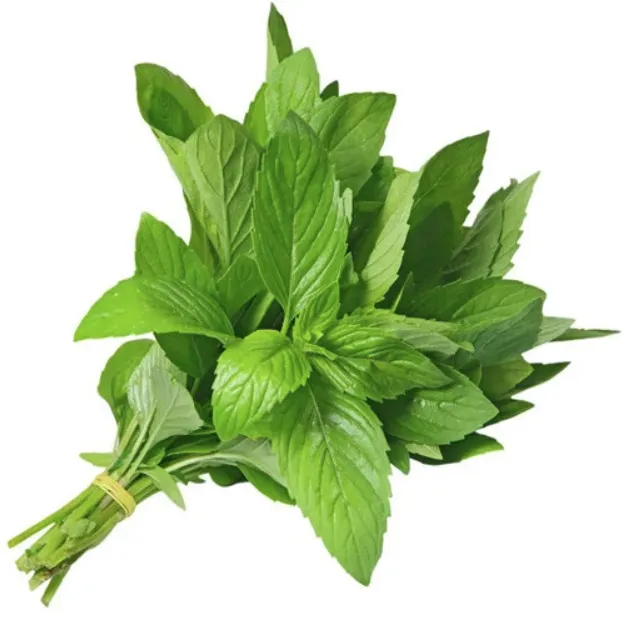 نعناع طازج